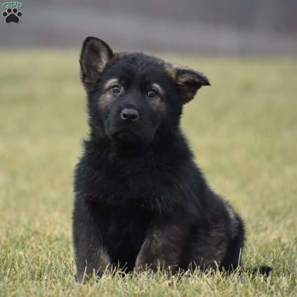 Grim, German Shepherd Puppy